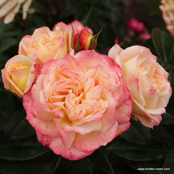 CONCORDE® CONCORDE®